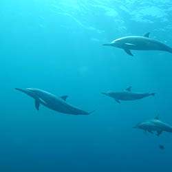 Delfin in Sansibar Tansania