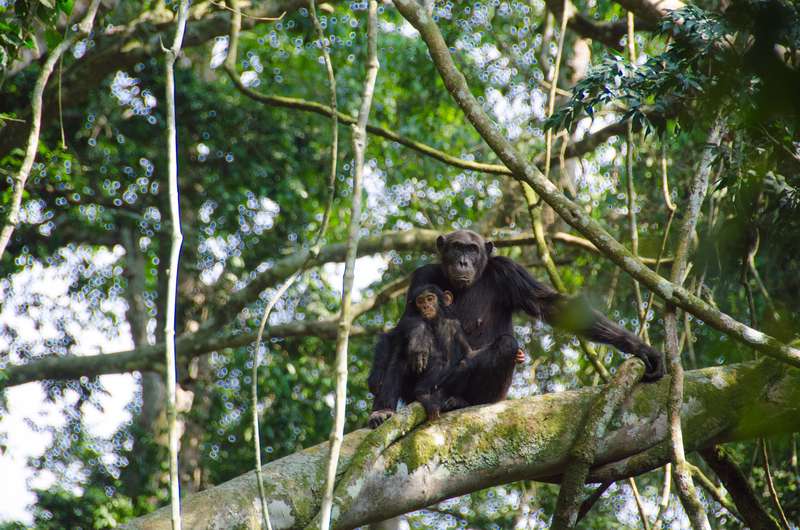 Mahale-Mountains Nationalpark in Tansania